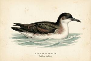 Manx Shearwater illustration