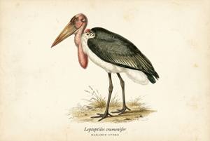 Marabou Stork illustration