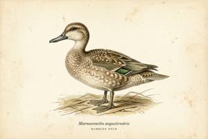 Marbled Duck illustration