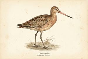 Marbled Godwit illustration