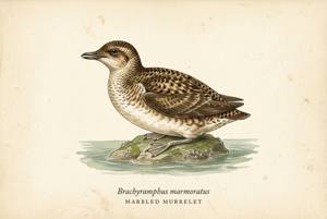 Marbled Murrelet illustration