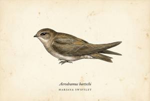 Mariana Swiftlet illustration