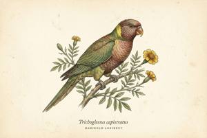 Marigold Lorikeet illustration