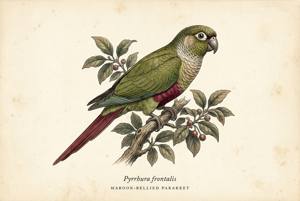 Maroon-bellied Parakeet illustration