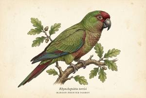 Maroon-fronted Parrot illustration