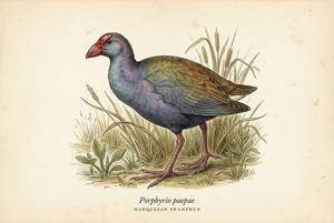 Marquesan Swamphen illustration
