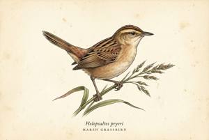 Marsh Grassbird illustration
