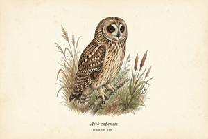 Marsh Owl illustration
