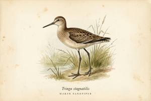 Marsh Sandpiper illustration