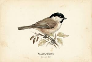 Marsh Tit illustration