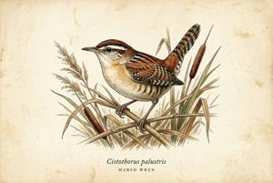 Marsh Wren illustration