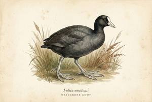 Mascarene Coot illustration