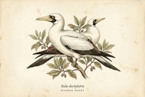 Masked Booby illustration