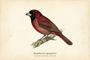 Masked Crimson Tanager illustration