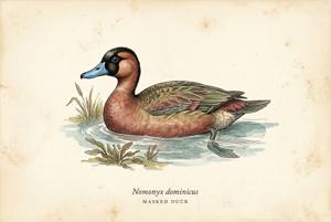 Masked Duck illustration