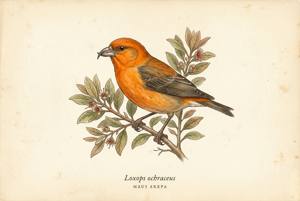 Maui Akepa illustration