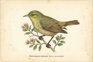 Maui Alauahio illustration