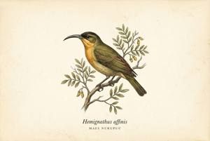 Maui Nukupuu illustration