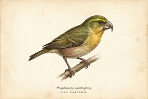 Maui Parrotbill illustration