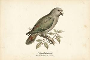 Mauritius Gray Parrot illustration