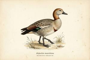 Mauritius Shelduck illustration