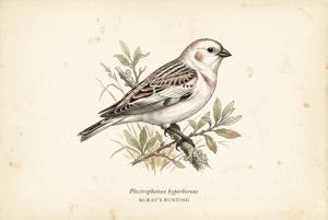 McKay's Bunting illustration