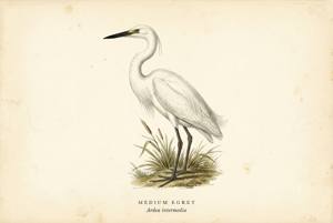 Medium Egret illustration