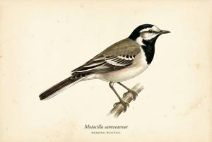 Mekong Wagtail illustration