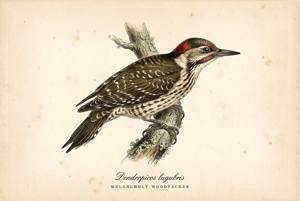 Melancholy Woodpecker illustration