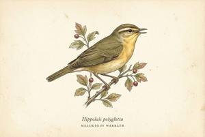 Melodious Warbler illustration