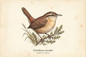 Merida Wren illustration