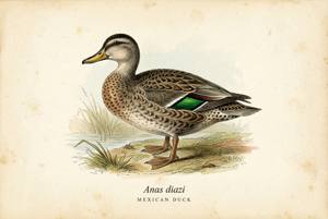 Mexican Duck illustration