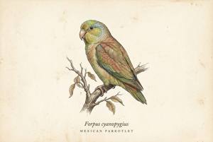 Mexican Parrotlet illustration