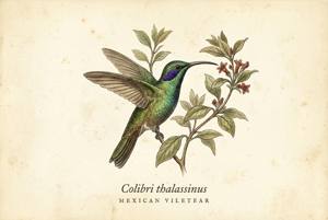 Mexican Violetear illustration