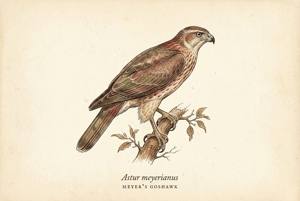 Meyer's Goshawk illustration