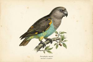 Meyer's Parrot illustration
