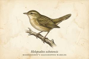 Middendorff's Grasshopper Warbler illustration