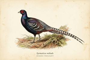 Mikado Pheasant illustration