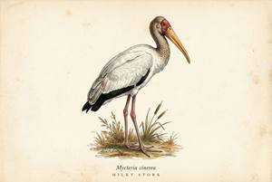 Milky Stork illustration