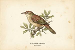 Millerbird illustration
