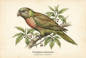 Mindanao Lorikeet illustration