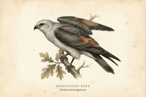 Mississippi Kite illustration
