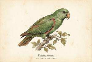 Moluccan Eclectus illustration