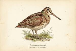 Moluccan Woodcock illustration