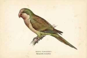 Monk Parakeet illustration