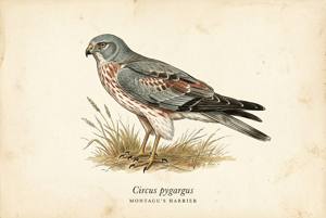 Montagu's Harrier illustration