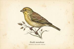 Monte Yellow-Finch illustration