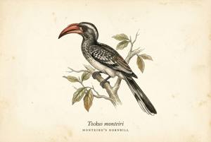 Monteiro's Hornbill illustration