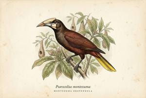 Montezuma Oropendola illustration