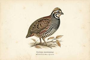 Montezuma Quail illustration
